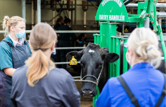 NZ Cert Animal Healthcare Assiting L4 Rural1x