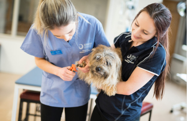 Vet Nursing Pet Grooming