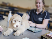 VET gen VetNursingClass 005