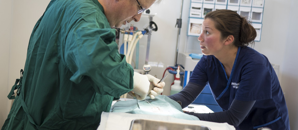 VET grad profile GreenIslandVet 002