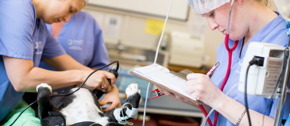 1298x828 vetnursing3