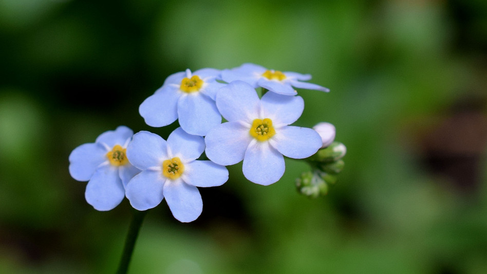 Forget Me Not John Munt Flickr CC BY NC 2.0