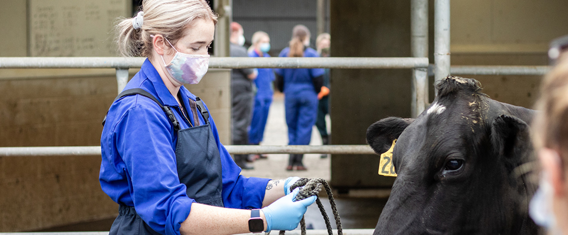 New Zealand Diploma in Rural Veterinary Technology (Level 6) - Otago ...