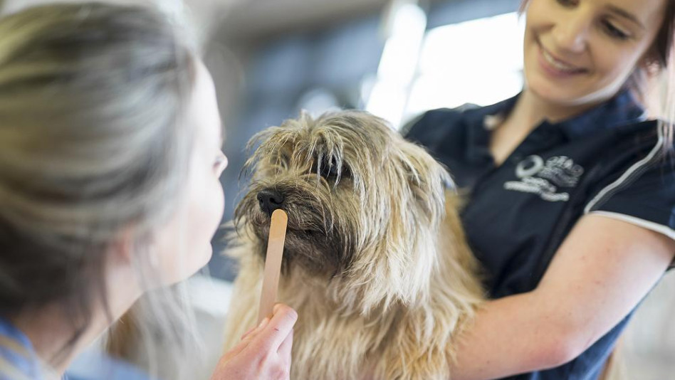 Vet nursing