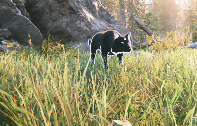 Wolf IMG 2317
