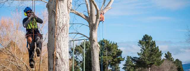 1282x484 Arboriculture programme Level 3 and Level 4