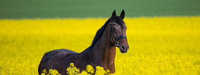 1282x484 Basic Equine Behaviour short course