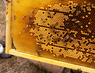 634x484 Apiculture 02