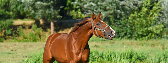 1282x484 Equine First Aid short course