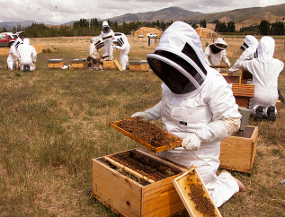 634x484 Certificate in Apiculture Level 3 2