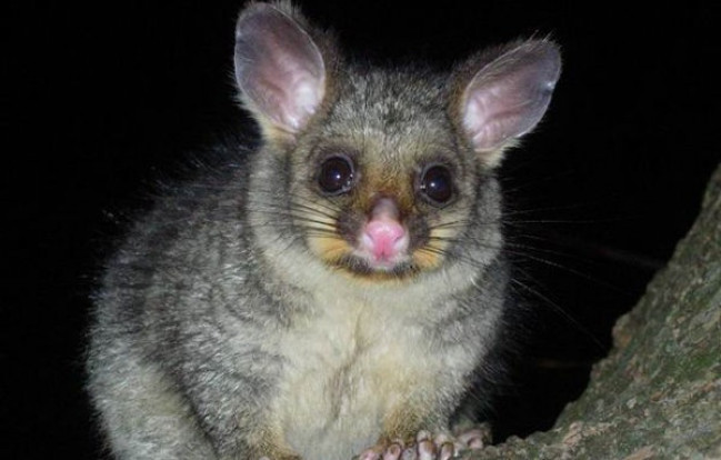 Possum