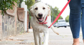Article Hero puppy walk