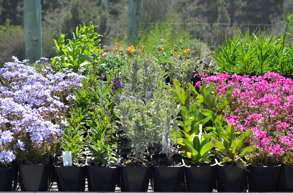 Central Campus Plant Sale Otago Polytechnic