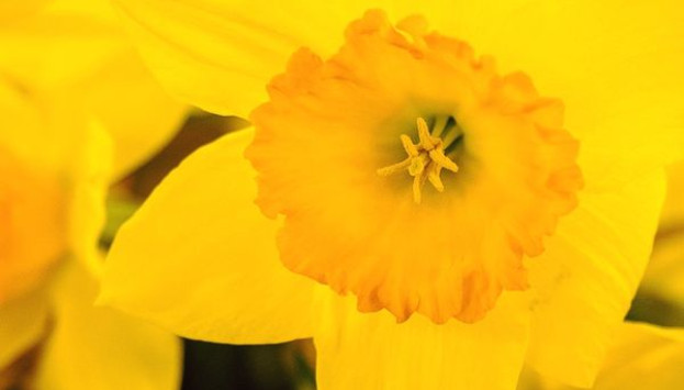 Daffodil v2