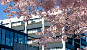Tuhono Default Image 1080x720 Campus Blossoms