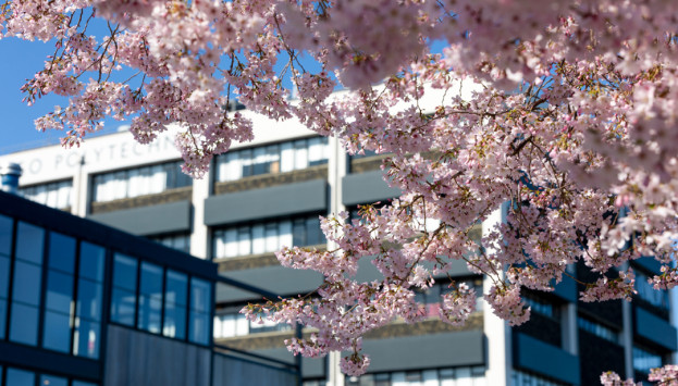 Tuhono Default Image 1080x720 Campus Blossoms