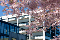 Tuhono Default Image 1080x720 Campus Blossoms