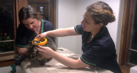 T Cat microchipping clinic