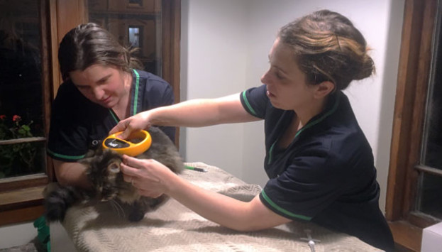 T Cat microchipping clinic