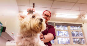 Vet Nursing Pet Grooming 03