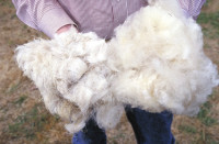 Wool fleece