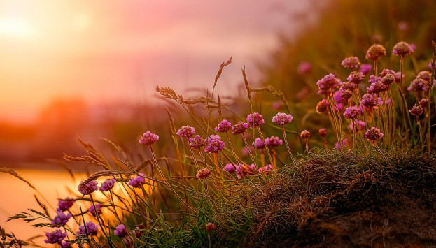 pexels raybilcliff 1579413