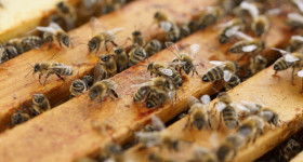 beehive 1143380 1920 1