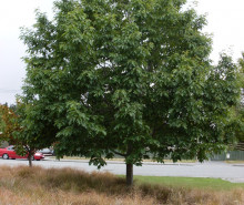 Ngaire Lloyd Oak Tree