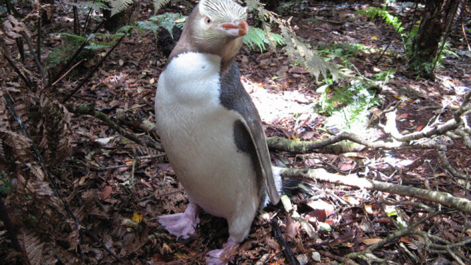 Yellow Eyed Penguin 12 about yep article image 711x471 template